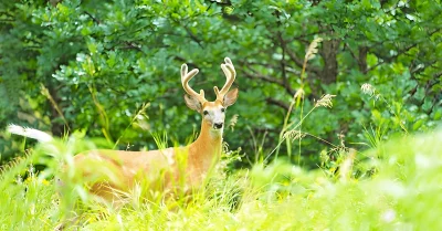 Park -Deer-Path